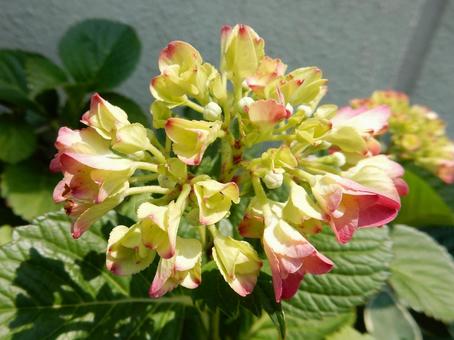 [Flower photo] Hydrangea flower, JPG