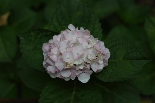 淡いピンク色の丸いアジサイ アジサイ,紫陽花,ピンクの写真素材
