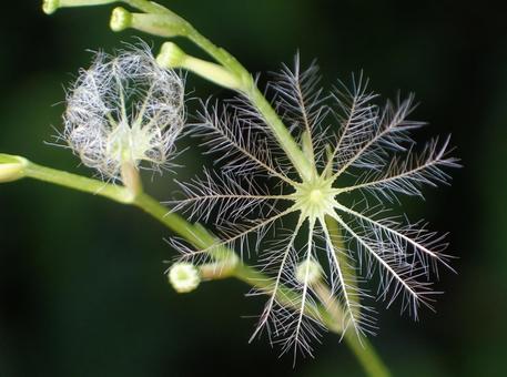 ツルカノコソウ ツルカノコソウ,蔓,蔓鹿子草の写真素材