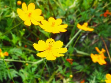 コスモス_オレンジ_6の写真