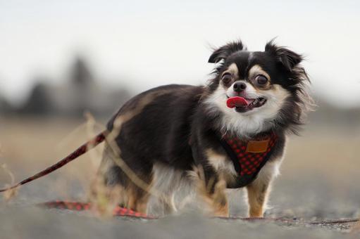 海辺を散歩中のチワワ 海辺を散歩中のチワワ 犬,チワワ,いぬの写真素材