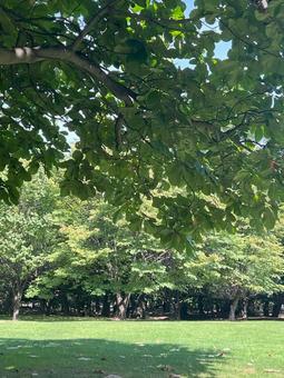 北海道の公園にて（札幌市内） 北海道,公園,緑の写真素材