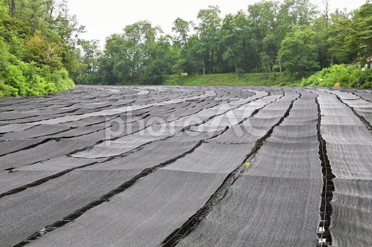 大王わさび農場　わさび畑 大王わさび農場,わさび農場,大王わさび園の写真素材