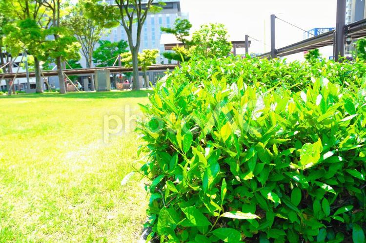 都市部のお茶の木 お茶,おちゃの葉,グリーンの写真素材