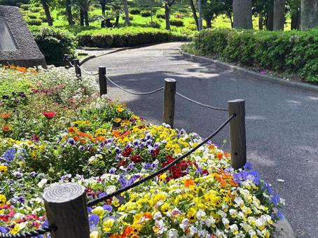 花ある小路をウォーキング 花ある小路をウォーキングの写真