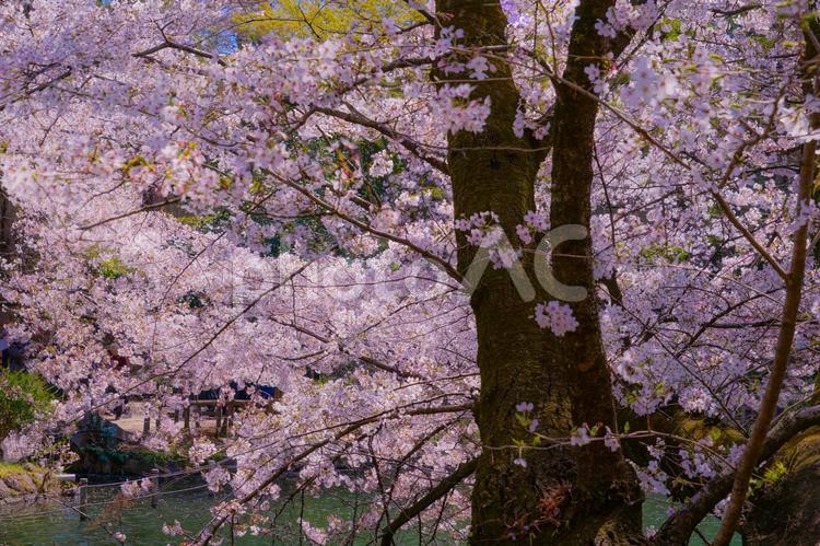 井の頭公園の満開の桜 桜,井の頭公園,満開の写真素材
