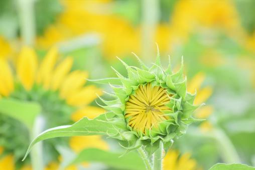 蕾のひまわり 蕾のひまわりの写真