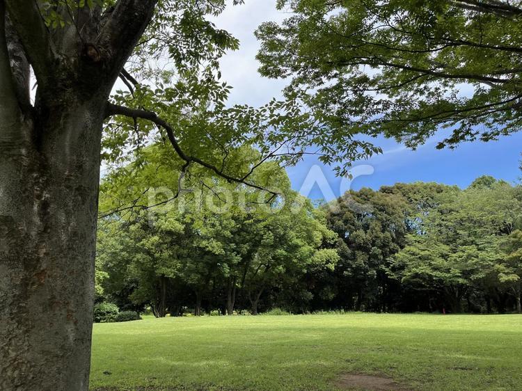夏の公園の風景（所沢航空記念公園） 芝生,緑地,樹木の写真素材