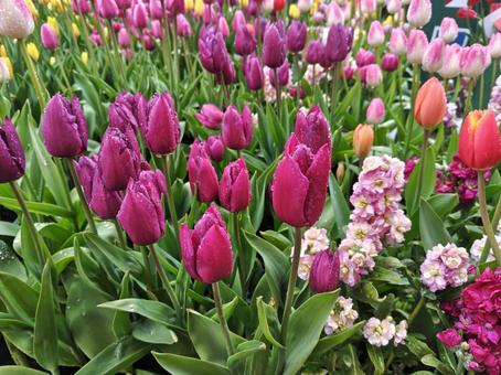 Tulips, JPG Tulips, JPG