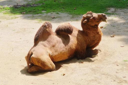 フタコブラクダ フタコブラクダ ラクダ,動物,フタコブラクダの写真素材
