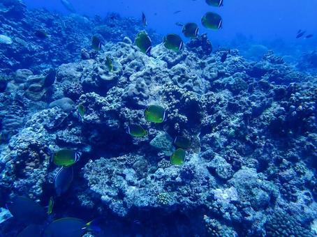 チョウチョウウオの群れ チョウチョウウオ,魚の群れ,黄色の写真素材