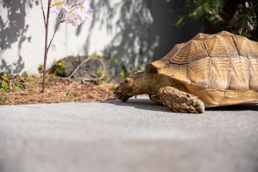 悠然と歩むリクガメ リクガメ,カメ,陸亀の写真素材