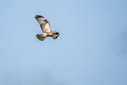 ノスリ⒃ ノスリ⒃の写真