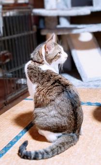 Beautiful Cat Beautiful Catの写真