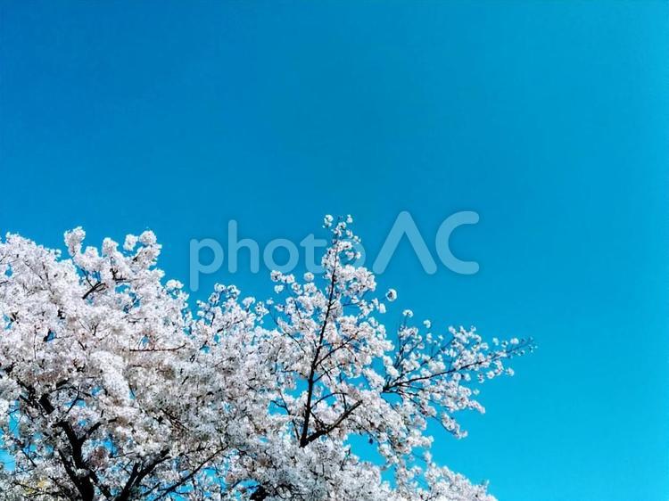 桜78　精神の美　cherryblossoms 桜,サクラ,さくらの写真素材