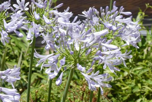 Photo, purple flowers, flower, poor, 