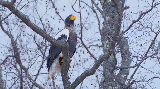 野生のオオワシ 野鳥,オオワシ,バードウォッチングの写真素材