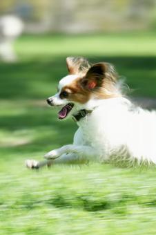 papillon papillonの写真