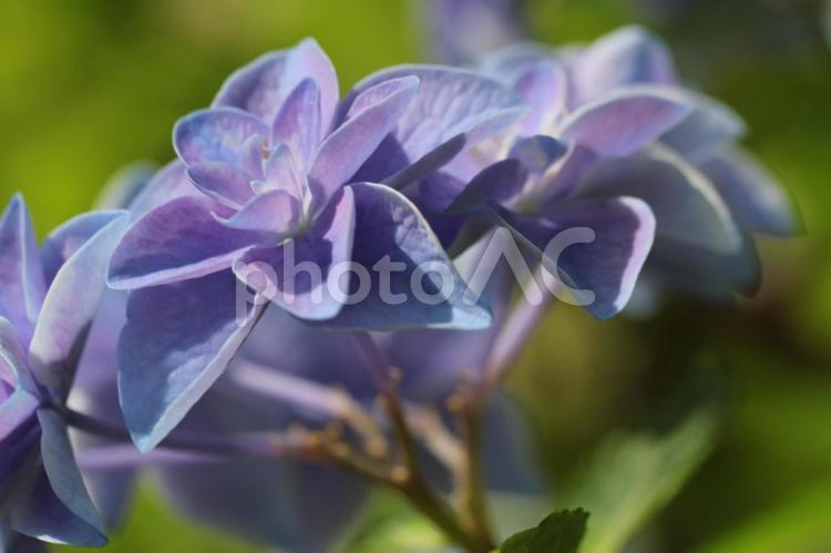 あじさい　手まり　紫 あじさい,紫陽花,マクロの写真素材