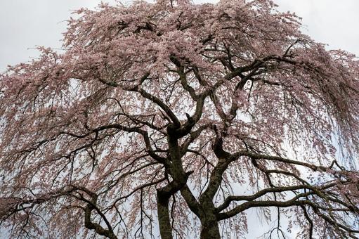 高田石割桜⑸ 高田石割桜⑸の写真
