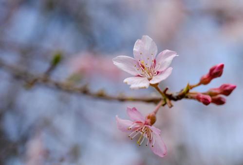 春の穏やかな陽射しに映える綺麗な桜の花 春の穏やかな陽射しに映える綺麗な桜の花の写真