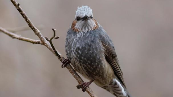 正面顔のヒヨドリの写真