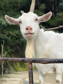 やぎさん ヤギ,山羊,屋外の写真素材