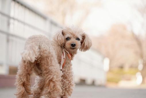 お散歩ワンコ(トイプードル) お散歩ワンコ(トイプードル) 犬,トイプードル,トイプーの写真素材