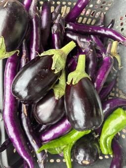 収穫した秋野菜 茄子,ナス,ピーマンの写真素材