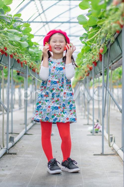いちご狩りをする子供 いちご,いちご狩り,笑顔の写真素材