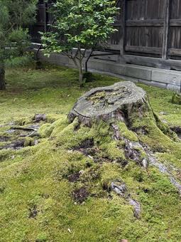 切株 切株 木,切株,苔の写真素材