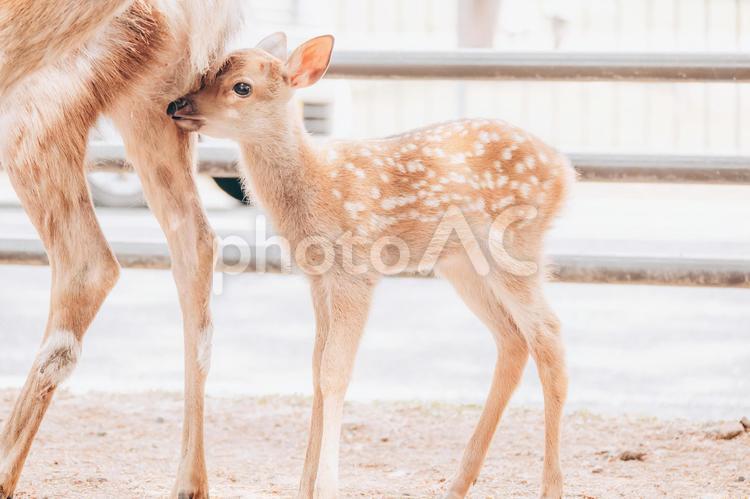 お母さんからは離れません 鹿,動物,シカの写真素材