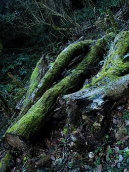 朽ちた木の写真