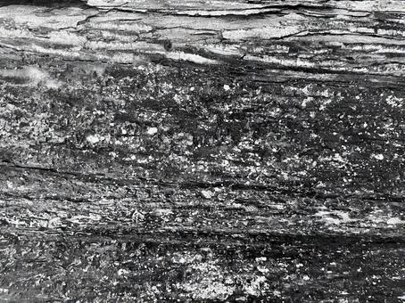 美しい木の幹の皮 木,幹,雨の写真素材