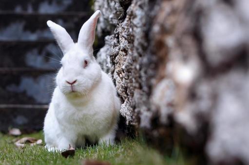 ペットのうさぎ うさぎ,ペット,干支の写真素材