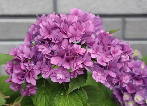 貴重な紫陽花 貴重な紫陽花の写真