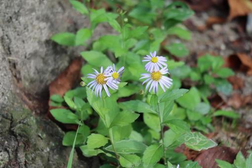 紫の花びらの野菊の花の咲く風景 紫,花びら,野菊の写真素材