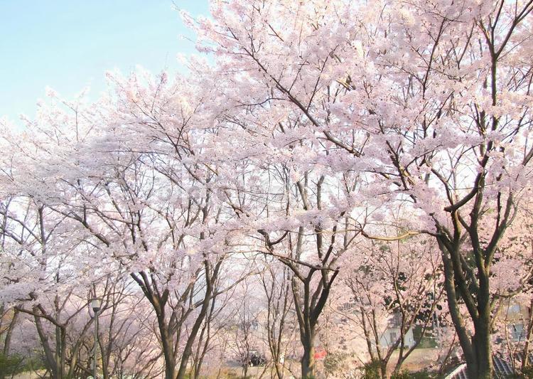 【桜の写真】桜が咲く風景 桜,さくら,サクラの写真素材