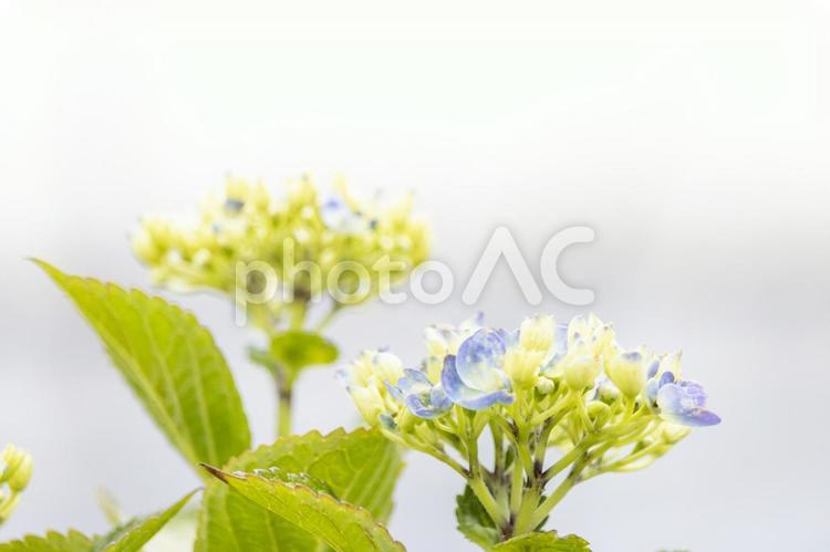 アジサイのつぼみ。色づく前の花 アジサイ,あじさい,コピースペースの写真素材