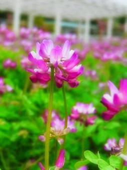 レンゲ レンゲの写真