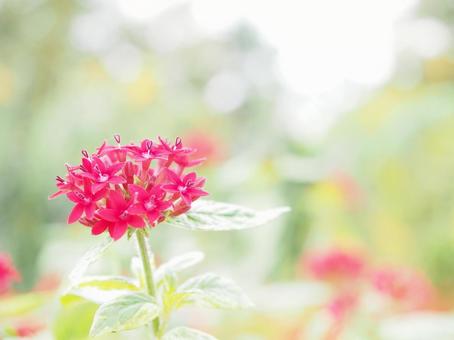 赤い花 赤い花の写真