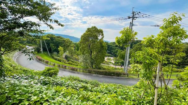 高塔山公園のあじさい 高塔山公園,北九州,若松区の写真素材