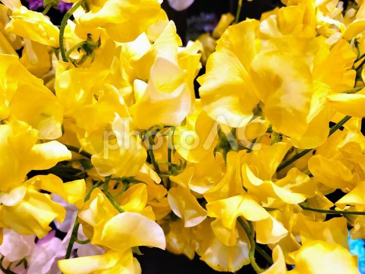 スイートピー　生花　黄色　背景素材　 スイートピー,生花,黄色の写真素材
