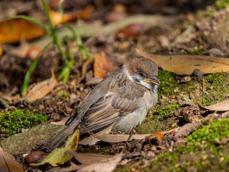 Young sparrow, JPG Young sparrow, JPG