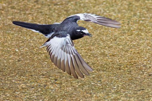 水面を飛ぶセグロセキレイ セグロセキレイ,背黒鶺鴒,セキレイの写真素材