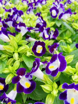 Photo, torenia, গ্রীষ্মের বেগুনি, রঙিন, 
