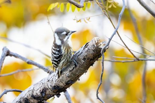 コゲラ⒅ 鳥,コゲラ,野鳥の写真素材