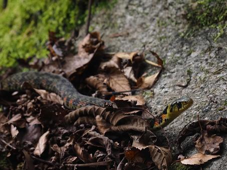 ヤマカガシ ヤマカガシの写真
