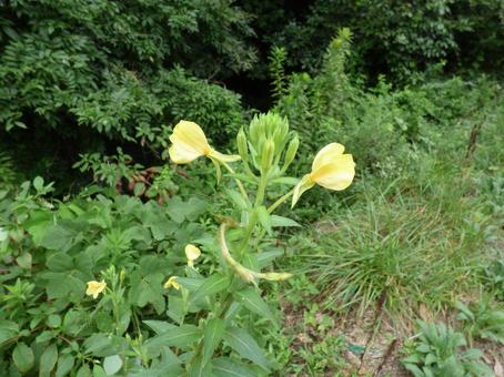 宵待草の可憐な花 宵待草の可憐な花の写真