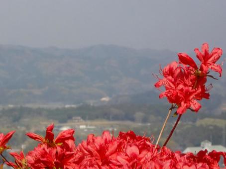 ツツジのボケ背景-11の写真